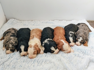 Shira & Major's litter